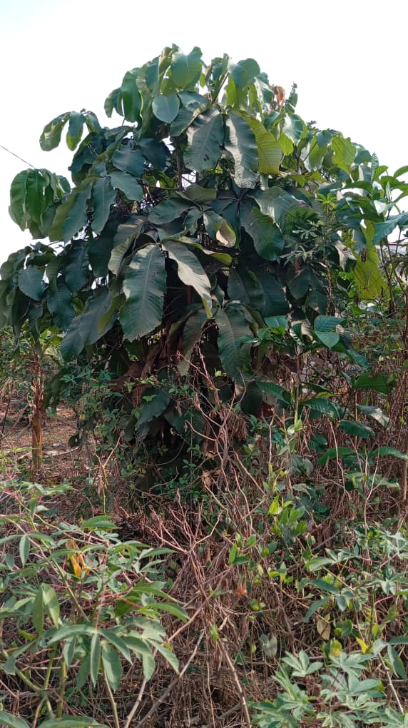 Biodiversity Research Update: New Species Documented
